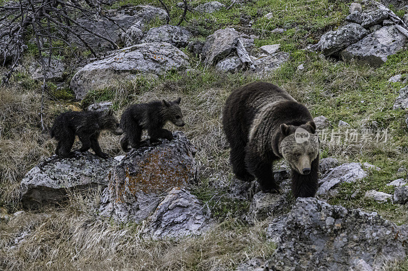 灰熊(Ursus arctos horbilis)，也被称为北美棕熊或简称为灰熊，是居住在北美的棕熊的一个种群或亚种。黄石国家公园，怀俄明州。熊妈妈和小熊们。